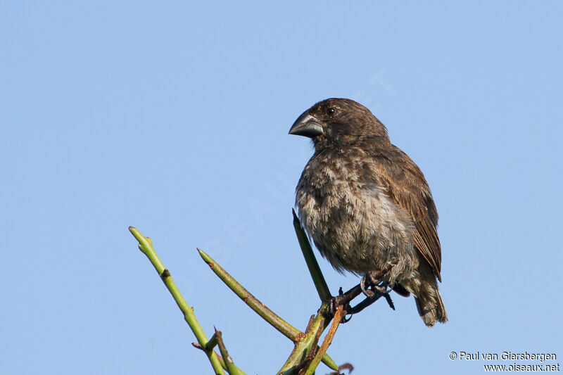 Medium Ground Finch