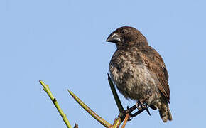 Medium Ground Finch