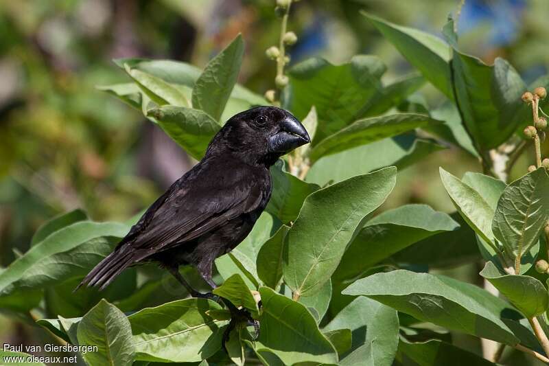 Large Ground Finch male adult, identification