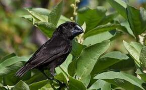 Large Ground Finch