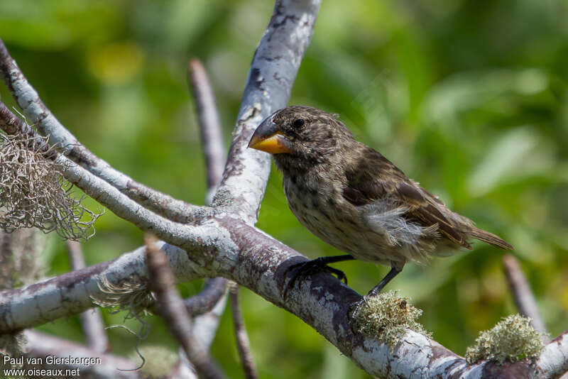 Large Ground Finch female adult, identification