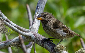 Large Ground Finch