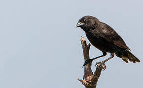 Genovesa Ground Finch