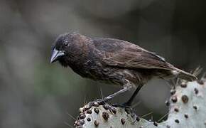 Common Cactus Finch