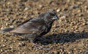 Small Ground Finch