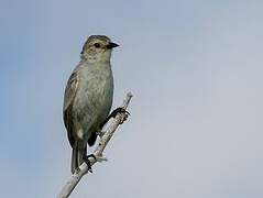 Grey Warbler-Finch