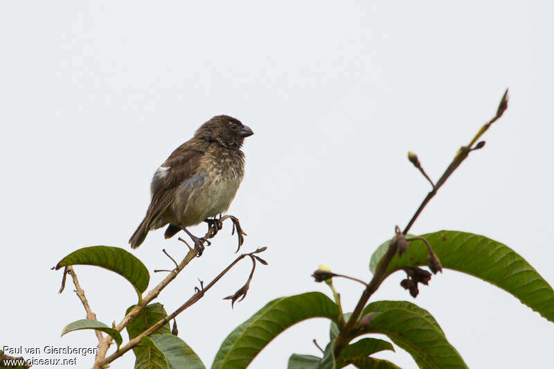 Géospize psittacin mâle adulte, identification