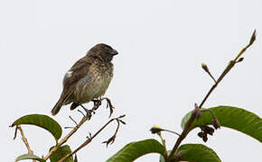 Large Tree Finch