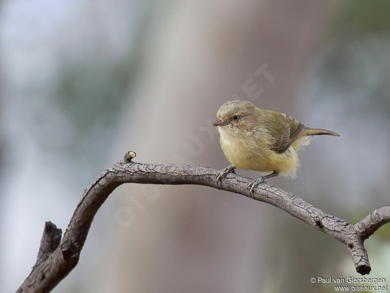 Weebill