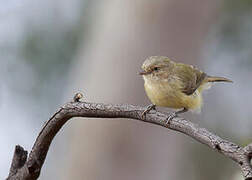 Weebill