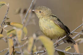 Weebill