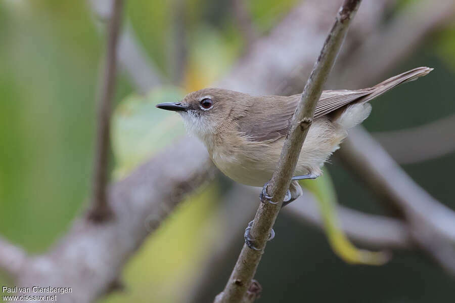 Large-billed Gerygoneadult, identification