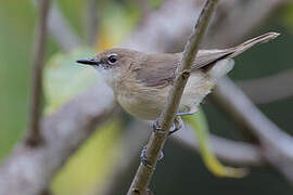 Large-billed Gerygone