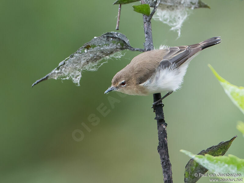 Brown-breasted Gerygone