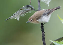 Brown-breasted Gerygone