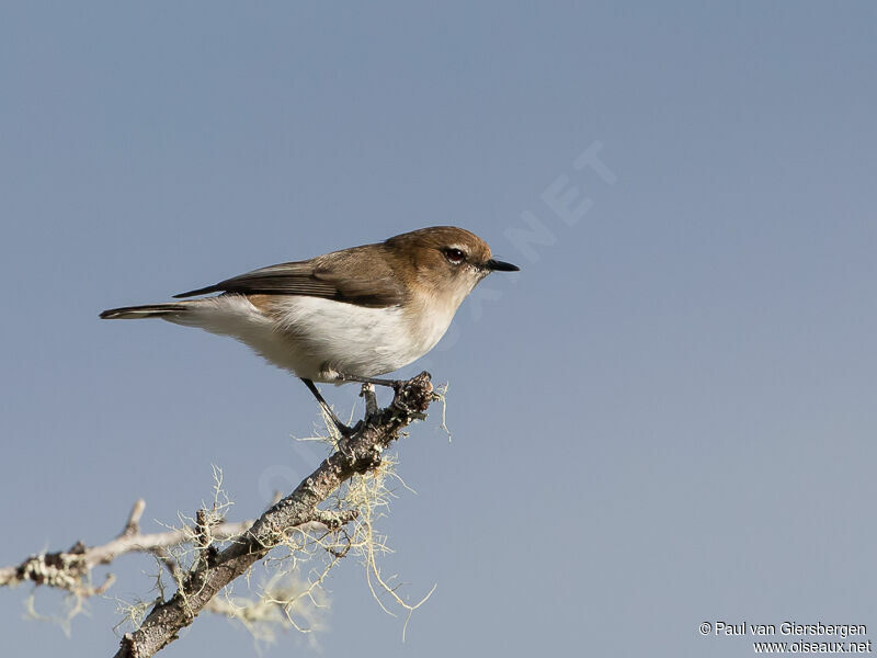 Brown-breasted Gerygone