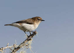 Brown-breasted Gerygone