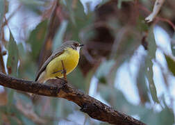 White-throated Gerygone