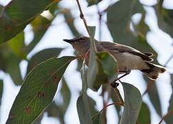 Western Gerygone