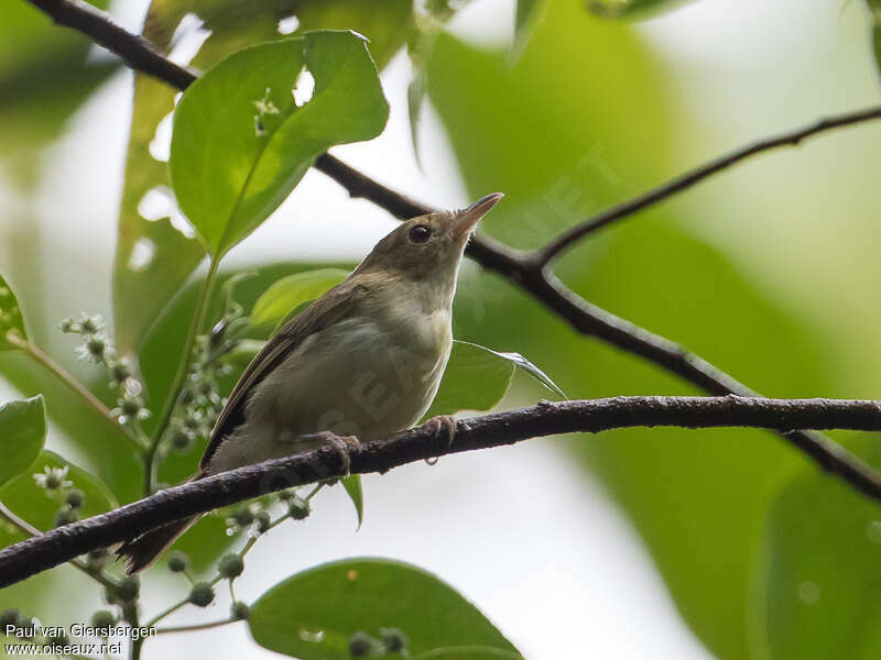 Yellow-bellied Gerygoneadult