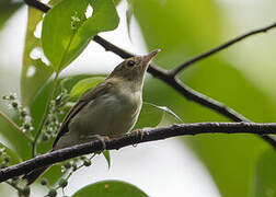 Yellow-bellied Gerygone