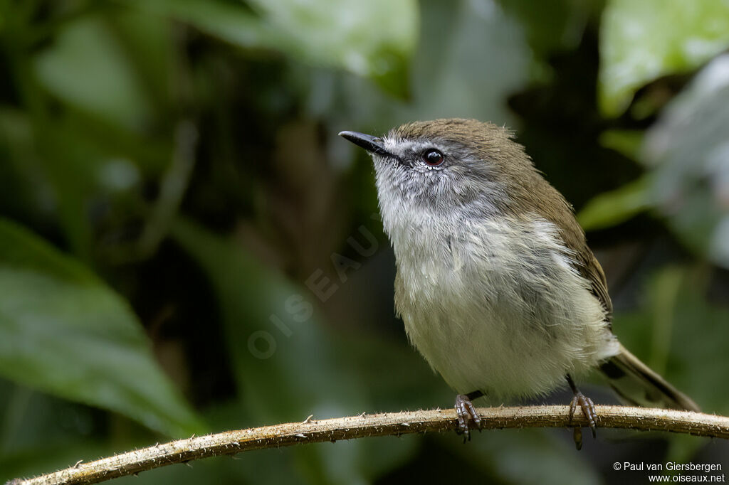 Brown Gerygoneadult