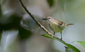 Biak Gerygone