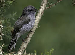 Grey Gerygone