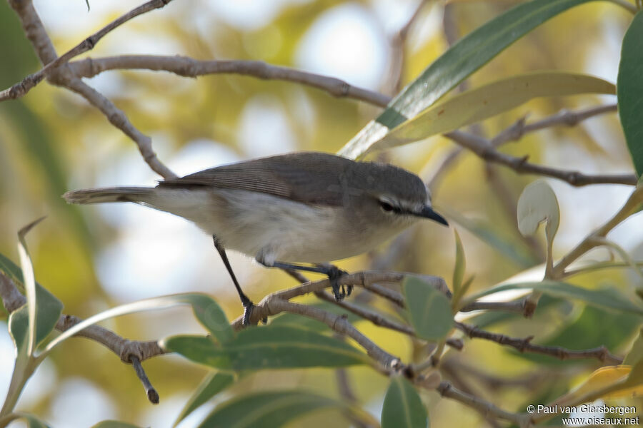 Mangrove Gerygoneadult