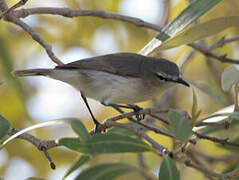 Mangrove Gerygone