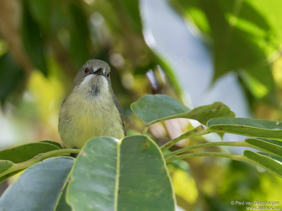 Fairy Gerygone