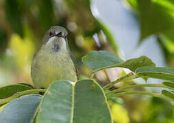 Fairy Gerygone