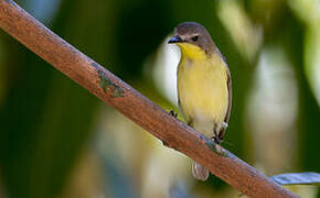 Golden-bellied Gerygone