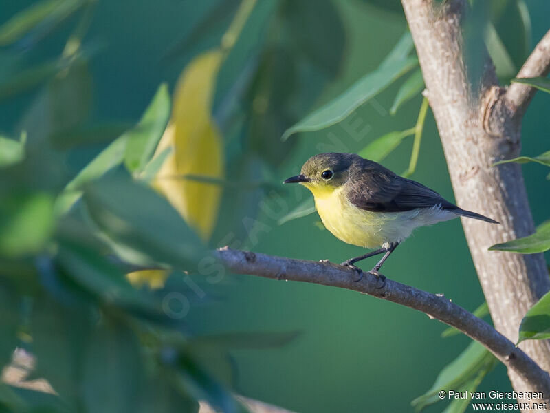 Golden-bellied Gerygone