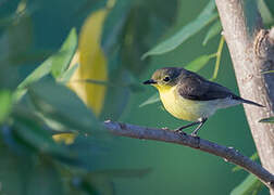 Golden-bellied Gerygone