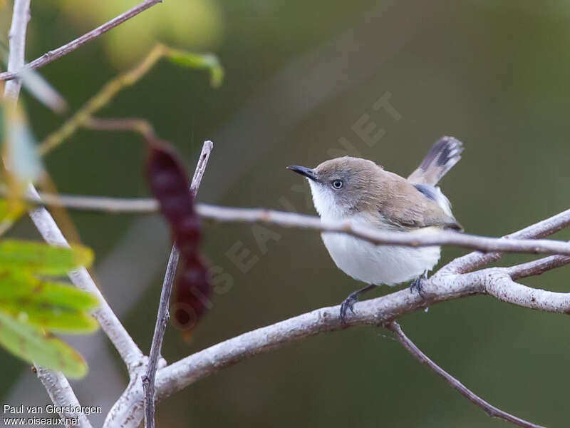 Plain Gerygoneadult