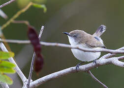 Plain Gerygone