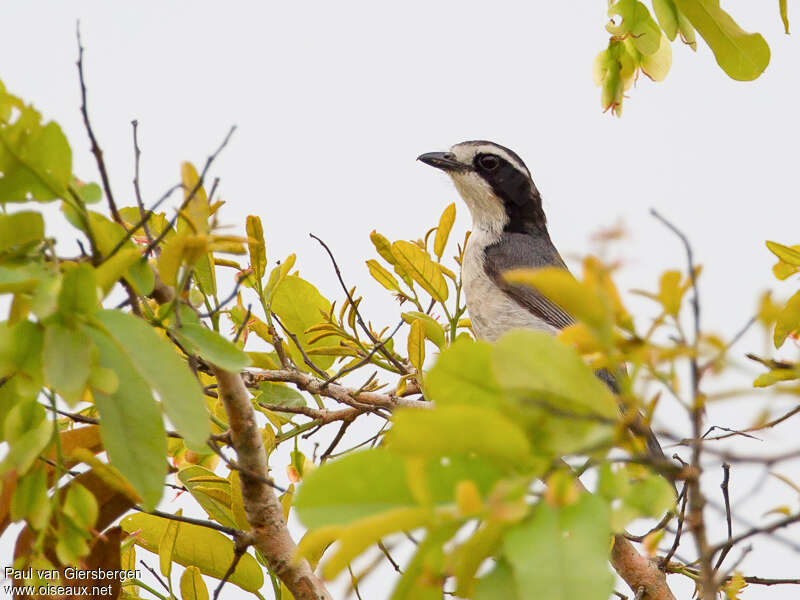 Gladiateur à front blancadulte, habitat, Comportement