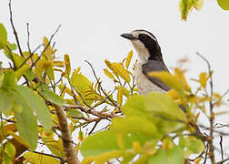 Bocage's Bushshrike