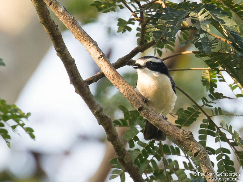 Bocage's Bushshrike