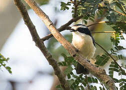 Bocage's Bushshrike