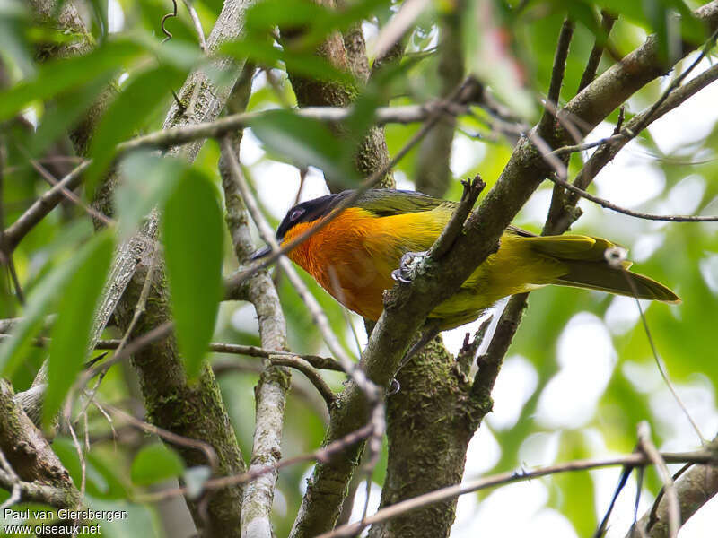 Black-fronted Bushshrikeadult, pigmentation