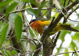 Black-fronted Bushshrike