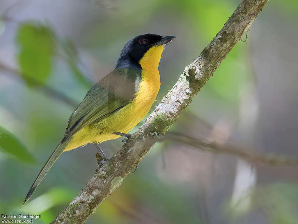 Black-fronted Bushshrikeadult, identification