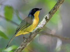 Black-fronted Bushshrike