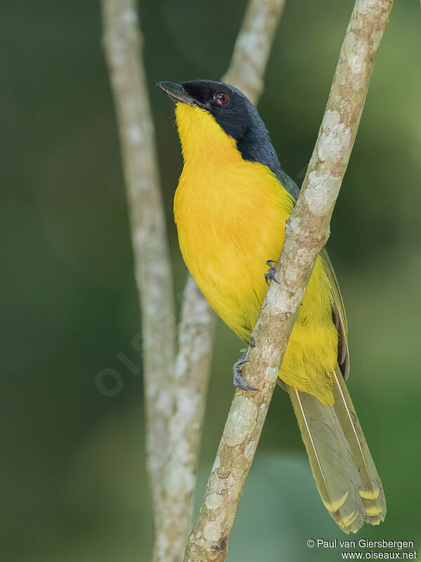 Black-fronted Bushshrikeadult