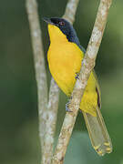 Black-fronted Bushshrike