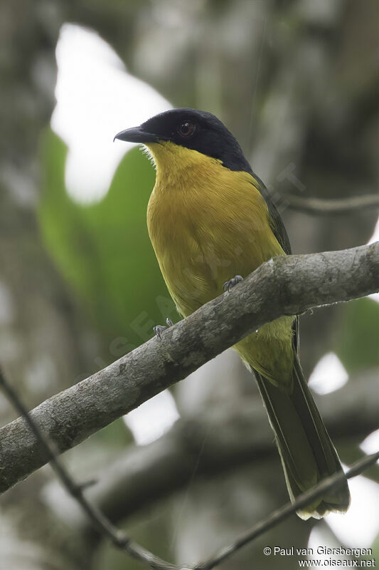 Black-fronted Bushshrikeadult