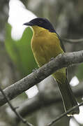 Black-fronted Bushshrike