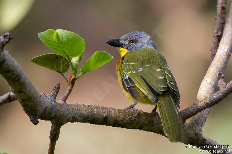 Grey-headed Bushshrikeadult